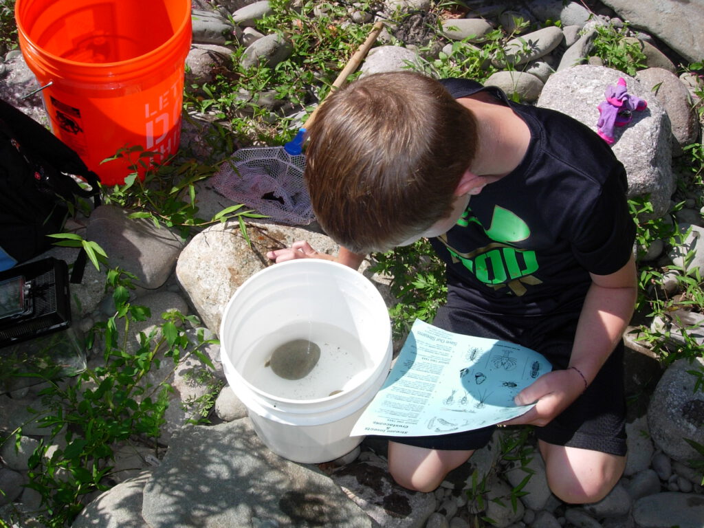 Boy in stream examining aquatic insects