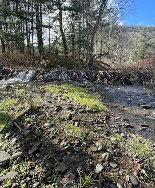 Man taking photo of beaver dam built across a stream