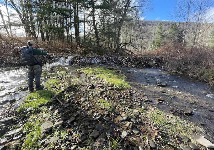 Man taking photo of beaver dam built across a stream